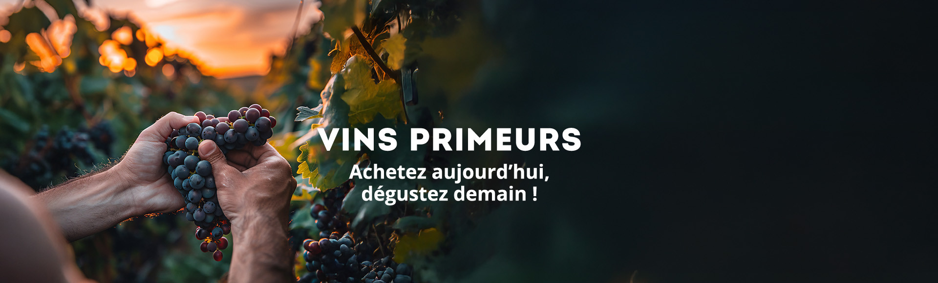 VINS PRIMEURS 2024